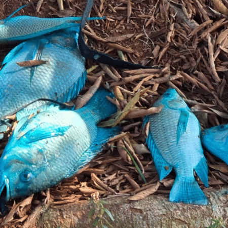 Peixeis tingidos por corante vazado após tombamento de caminhão em Jundiaí (SP) Peixeis tingidos por corante vazado após tombamento de caminhão em Jundiaí (SP)