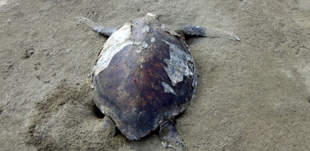 Tartaruga morta aparece em praia de Sinaloa, no México - Profepa/AFP