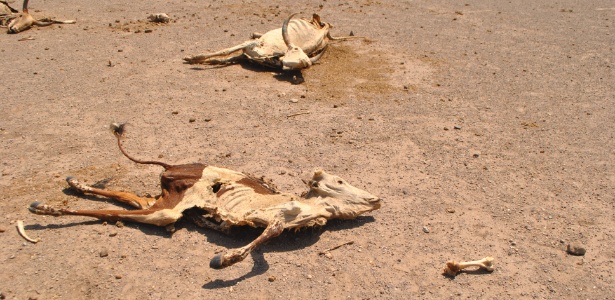 Carcaças de gado morto fazem parte da paisagem em Amibara, na Etiópia - Jacey Fortin/The New York Times