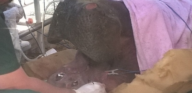 O hipopótamo Yago, do Aquário de Natal, ganhou próteses dentárias de metal - Valéria Lima/Acervo pessoal