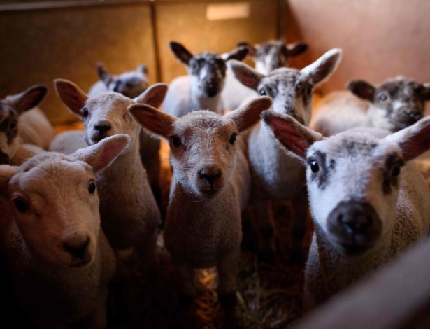 Carneiros em fazenda no sudeste da Inglaterra - Leon Neal/AFP