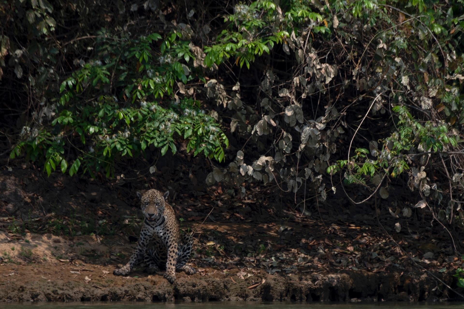 09/15/2020 - Jaguar injured by the river in the Encontro das Águas park, in the Pantanal region;  region was engulfed in flames - Mauro Pimentel / AFP