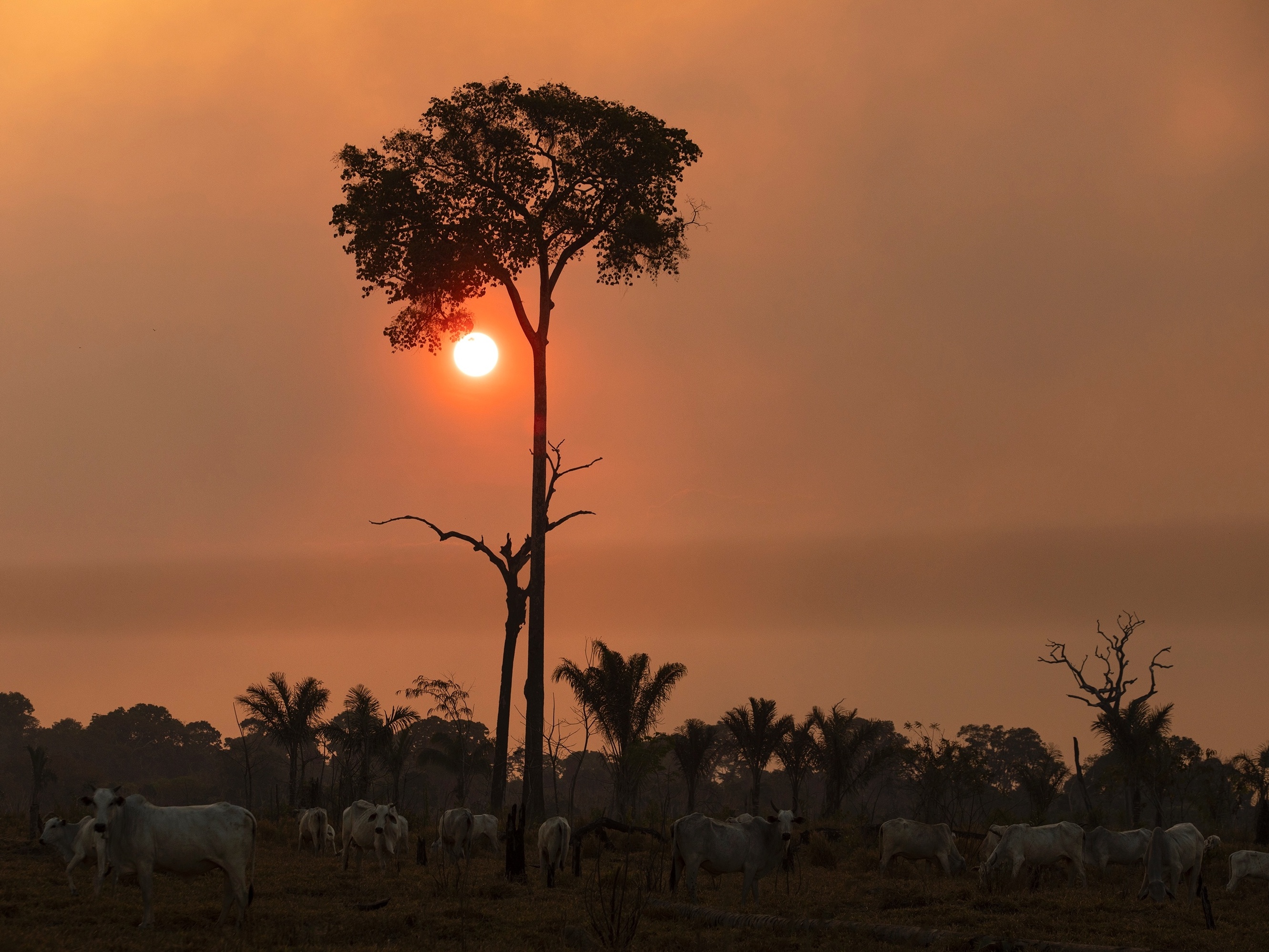 Brasileiro do IPCC: Crise hídrica é efeito colateral do desmatamento na Amazônia