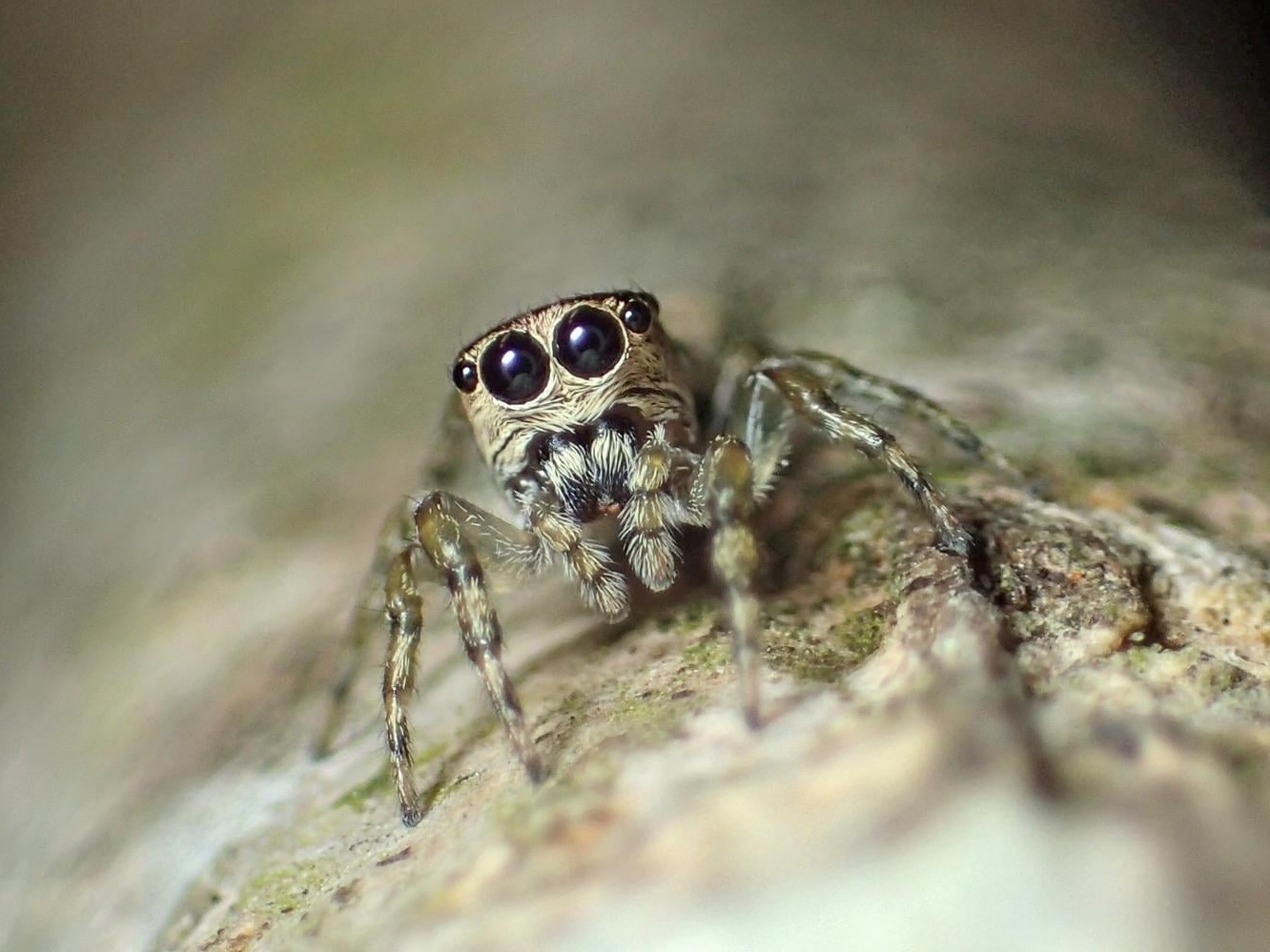 Chegou a 50 mil o número de espécies registradas de aranhas. 