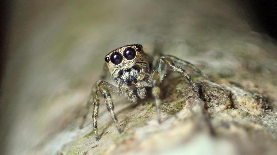 A aranha Guriurius minuano - Divulgação/Damián Hagopián