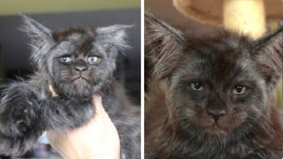 Cuidadora russa cria gatos da raça Maine Coon que contam com feições humanas - Reprodução/Twitter
