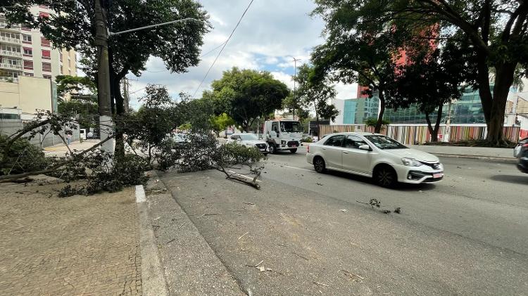 Árvore caída só começou a ser retirada do local após Marina arrastar os galhos para a rua Árvore caída só começou a ser retirada do local após Marina arrastar os galhos para a rua