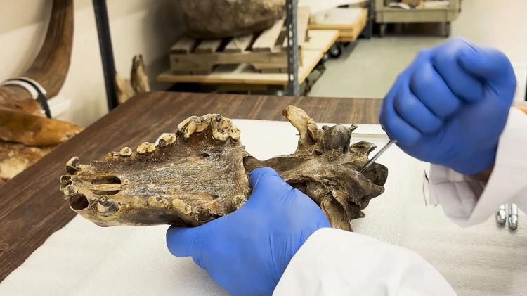 Fóssil do crânio de um lobo-terrível utilizado para extração do DNA que serviu de guia aos cientistas Fóssil do crânio de um lobo-terrível utilizado para extração do DNA que serviu de guia aos cientistas