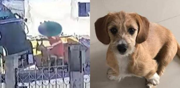 Cadela é atropelada e jogada em triturador de caminhão de lixo no PR; vídeo