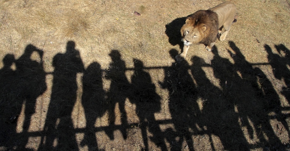 31.ago.2015 - Leão caminha no safari park Taigan na cidade de Belogorsk, na Crimeia