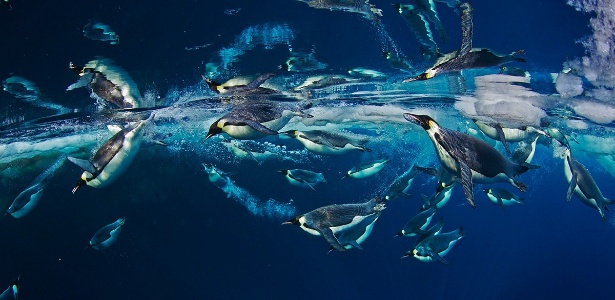 Paul Nicklen/National Geographic
