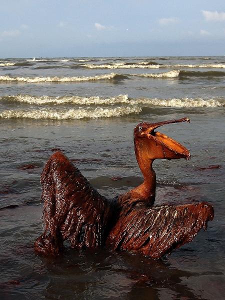 Pelicano coberto de óleo em praia de ilha na Louisiana (EUA) em 2010 - Win McNamee/Getty Images/AFP