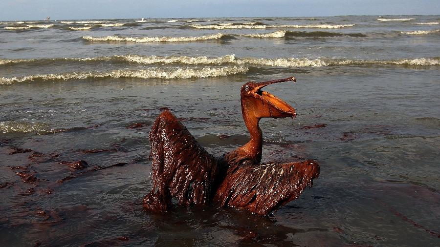 Pelicano coberto de óleo em praia de ilha na Louisiana (EUA). A explosão da plataforma Deepwater Horizon, da BP, no Golfo do México, em 2010, despejou mais de 100 milhões de litros de óleo no mar  - Win McNamee/Getty Images/AFP