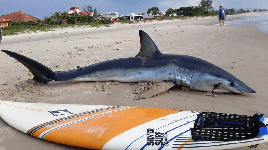 Tubarão foi achado por pescadores após ficar encalhado em praia de Guaratuba, no Paraná - Reprodução/Rádio Guaratuba