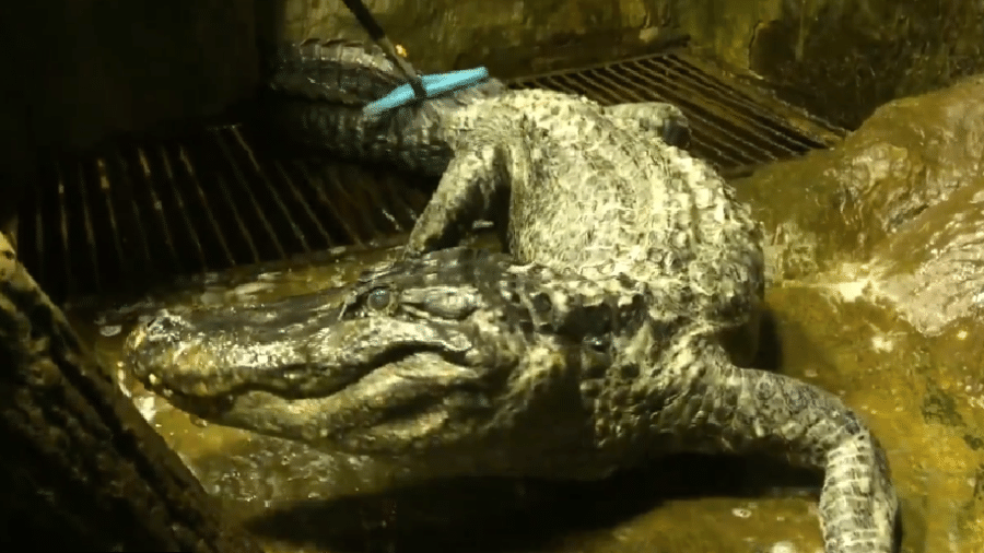 Crocodilo viveu no Zoológico de Moscou de 1946 até 2020 - Reprodução/Twitter/@moscowzoo