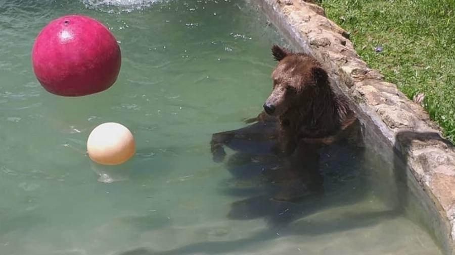 Ursa Mirza, de 200 kg, faz hidroginástica - Divulgação