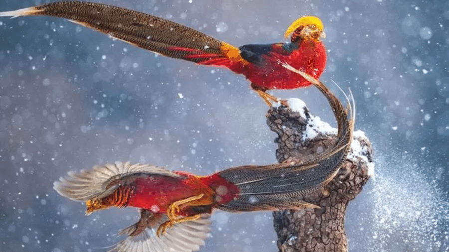 Na Reserva Natural Lishan, na China, Qiang observou dois faisões dourados machos trocando continuamente de lugar neste tronco - Reprodução/QIAN GUO/ WILDLIFE PHOTOGRAPHER OF THE YEAR