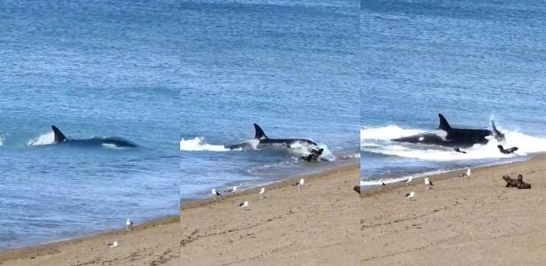 Imagem de orca abocanhando leão-marinho em praia da Patagônia argentina. 