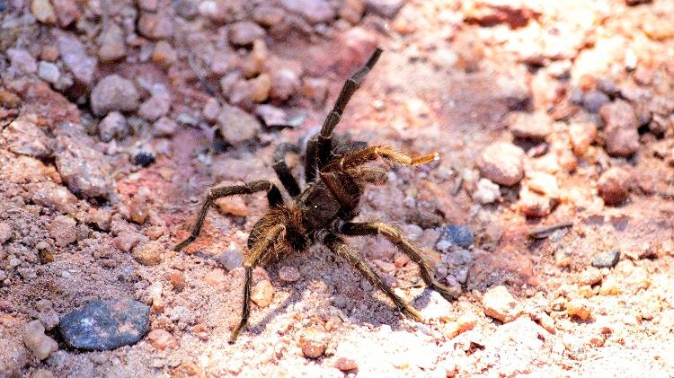 A aranha-caranguejeira também é conhecida como tarântula