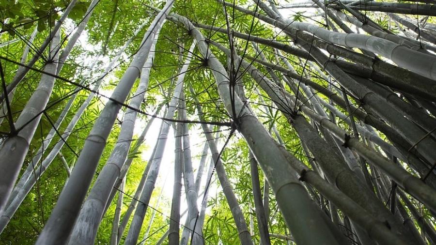 Cientistas brasileiros transformam bambu em conector de líquidos e eletricidade - Getty Images