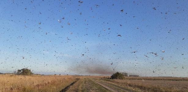 Monitorada desde maio | Argentina faz alerta na fronteira com RS por nuvem de gafanhotos