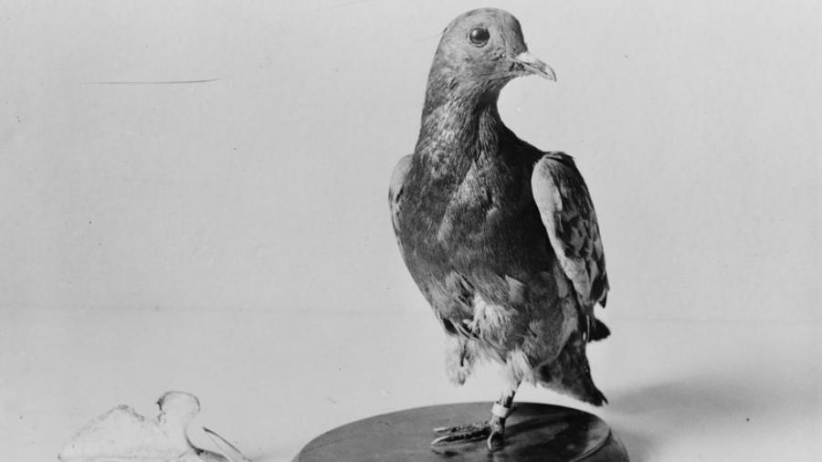 Foto do pombo-correio "Cher Mi", que operou durante a Primeira Guerra Mundial - Divulgação/U.S. Army Signal Corps