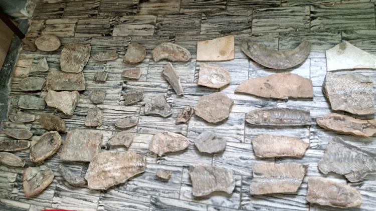 Fósseis - Polícia Civil do Rio Grande do Norte - Polícia Civil do Rio Grande do Norte