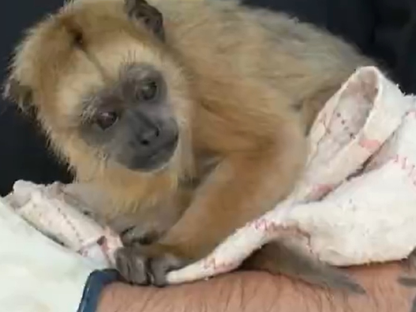 280 melhor ideia de Filhote de macaco