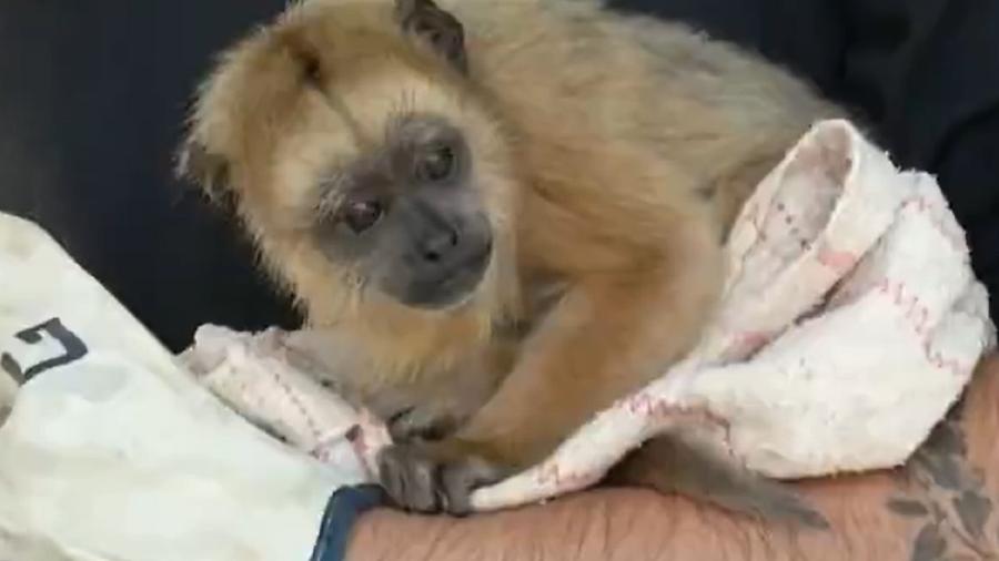 O filhote de macaco tem apenas cinco meses - Reprodução/TV Anhanguera