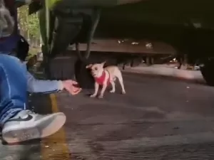 Motorista de ônibus para o trânsito para não atropelar cachorro na Colômbia