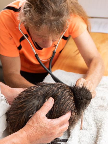 Kiwi, chamado Splash, é tratado no novo centro de reabilitação dedicado a kiwis em Kerikeri, Nova Zelândia - HANDOUT/AFP