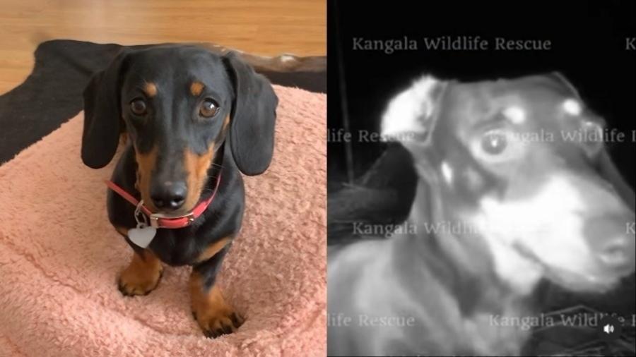 Valerie, cadela da raça mini daschund, foi resgatada após 1 ano e 4 meses perdida em uma ilha na Austrália - Reprodução - Kangala Wildlife Institute/Facebook
