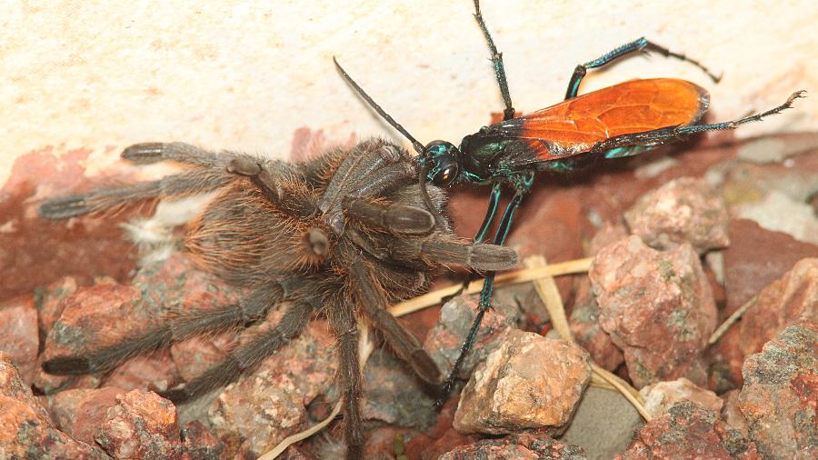 ALAN SCHMIERER/Wikimedia Commons