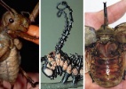 Monstros em miniatura: descubra o assustador mundo dos insetos - UOL