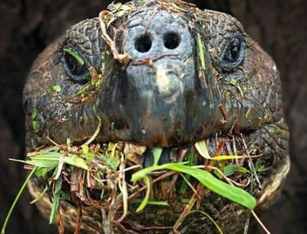 Cientistas querem monitorar os passos das tartarugas gigantes de Galápagos - Galapagos Tortoise Movement Ecology Program