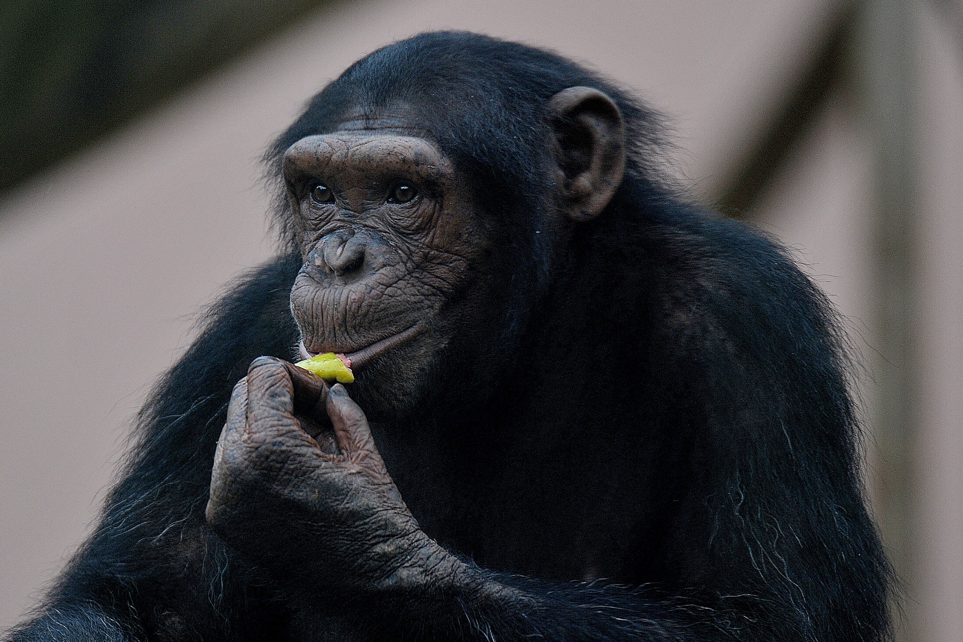 Macaco quimera nasce após experimento com células-tronco