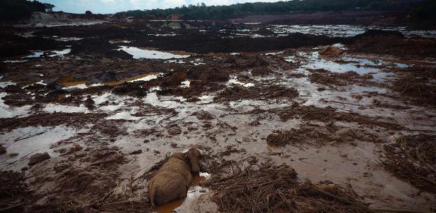 Resultado de imagem para brumadinho