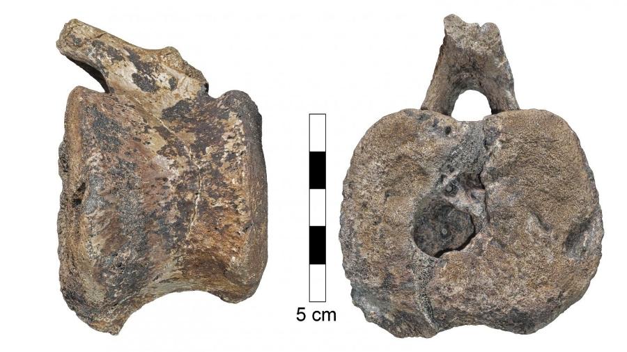 Fóssil de dinossauro em que pesquisadores acharam vestígios de tipo de tumor que atinge seres humanos até hoje - Divulgação/Assaf Ehrenreich/Universidade de Tel Aviv