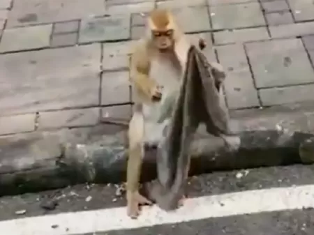 Macaco oferece a humanos esse rosto para fazer memes : r/HUEstation
