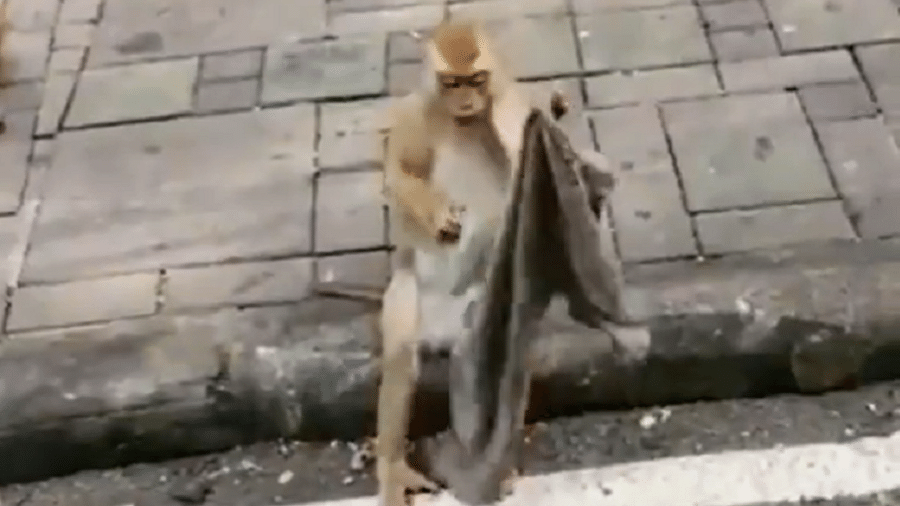 Macaco simulou comportamento humano e colocou um pedaço de tecido na cabeça - Reprodução/Twitter