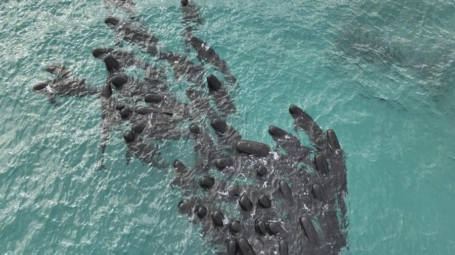 Cerca de 60 a 70 baleias-piloto encalharam na praia Cheynes, no oeste da Austrália