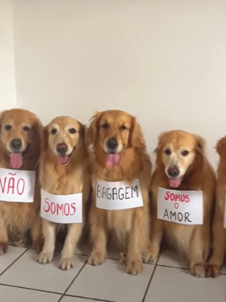 Em imagens, cachorros carregam frase em protesto por causa da morte de Joca
