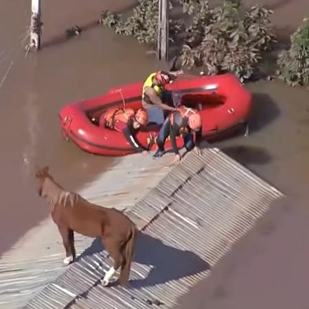 Equipe do Corpo de Bombeiros chega até cavalo preso em telhado após chuvas em Canoas (RS)