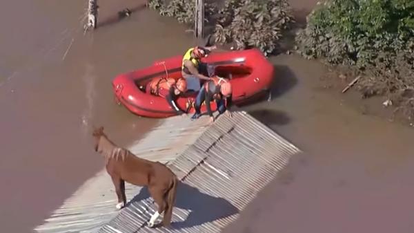 Cavalo Caramelo: um símbolo de resistência e esperança aos extremos climáticos. Em maio de 2024, ficou 4 dias sobre um telhado em Canoas, na região metropolitana de Porto Alegre, até ser resgatado