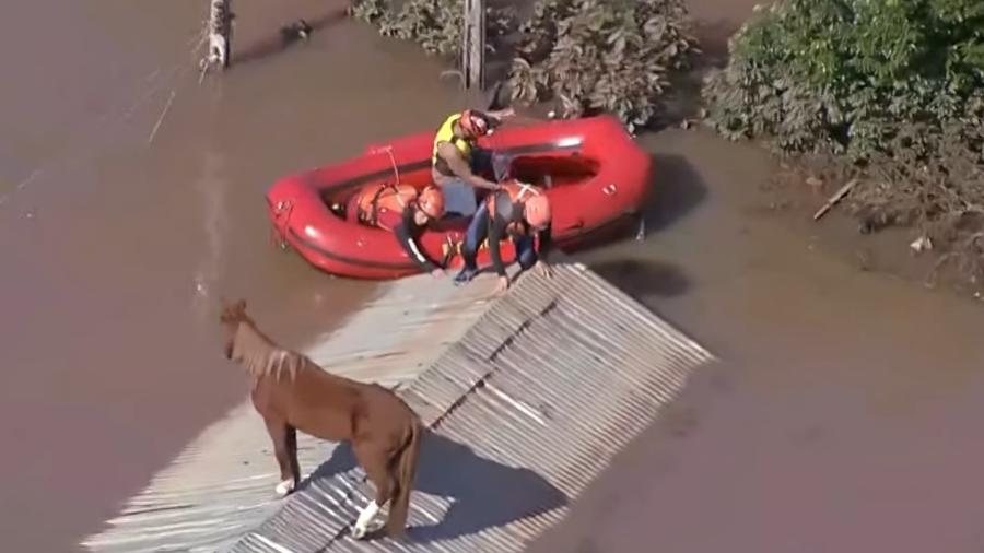 Equipe do Corpo de Bombeiros chega até cavalo preso em telhado após chuvas em Canoas (RS)