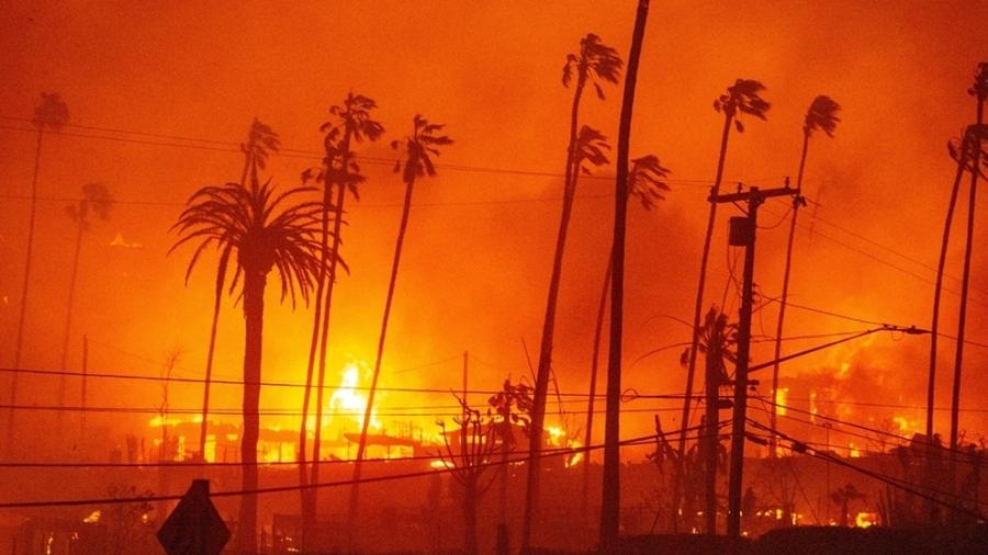 Palmeiras ficam na linha de fogo durante incêndios florestais na vizinhança de Palisades, em Los Angeles - REUTERS/Ringo Chiu