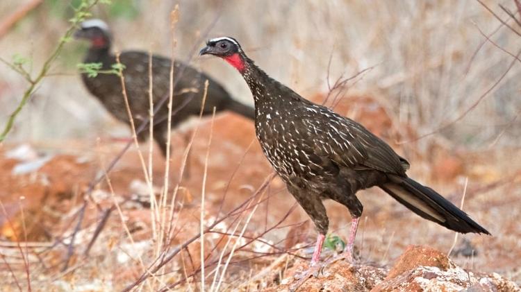 Jacucaca, ave ameaçada de extinção Jacucaca, ave ameaçada de extinção