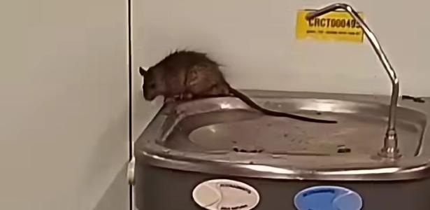 video-mostra-rato-sobre-bebedouro-1787880474668_v2_615x300 Praga em Guarulhos: rato invade bebedouro do Aeroporto Internacional e acende alerta sobre higiene