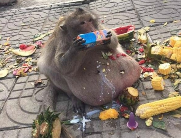 Fitness? Macaco obeso troca comida de turistas por dieta saudável