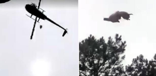 No Uruguai | Animal morto é jogado de helicóptero e cai em piscina de empresário